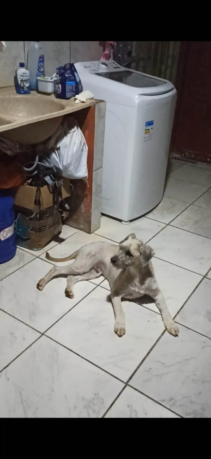 Cachorro ra a Mixto idade 5 anos nome GRATIFICA - Mitro