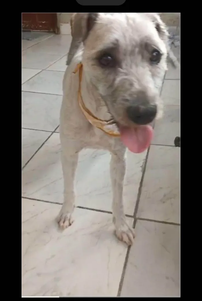 Cachorro ra a Mixto idade 5 anos nome GRATIFICA - Mitro