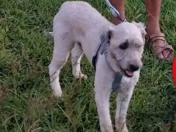 Cachorro ra a Mixto idade 5 anos nome GRATIFICA - Mitro