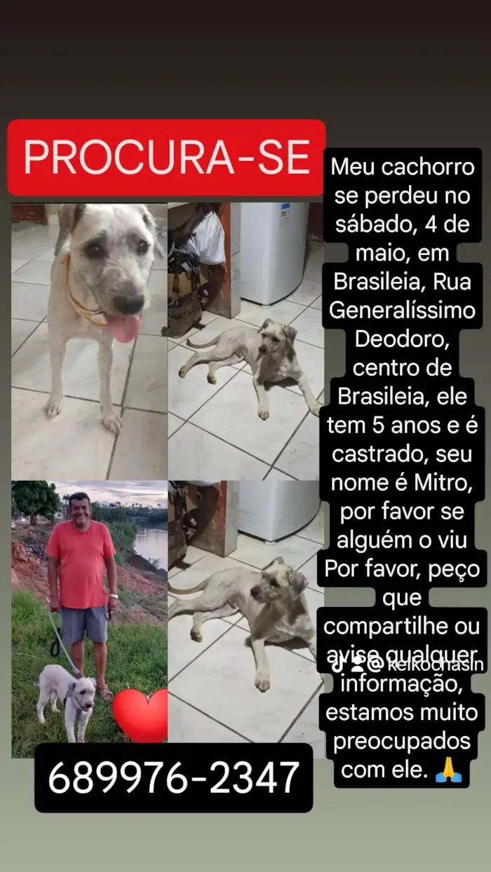 Cachorro ra a  idade 5 anos nome GRATIFICA - MITRO