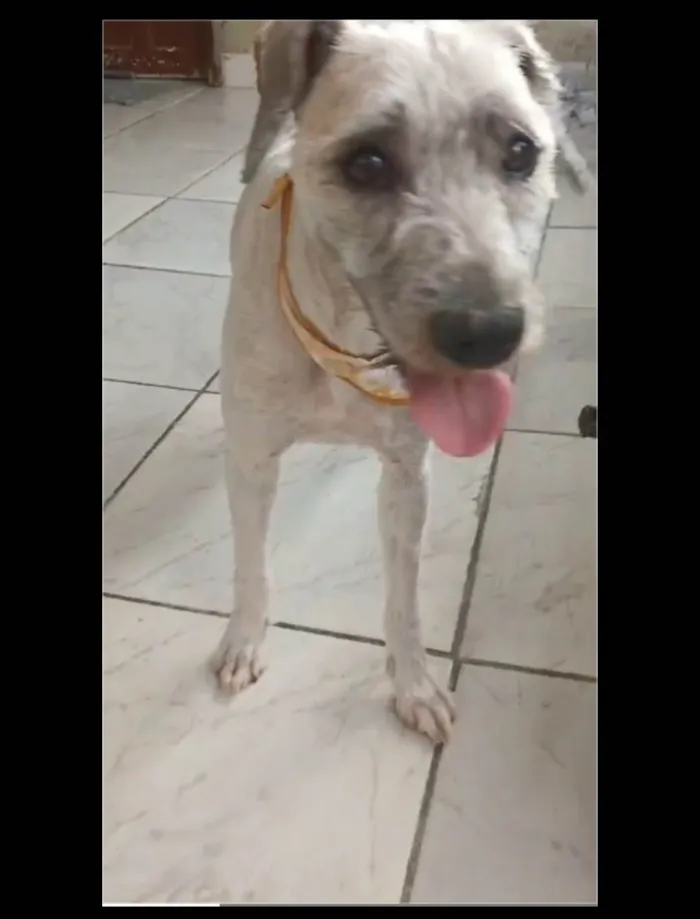 Cachorro ra a  idade 5 anos nome GRATIFICA - MITRO