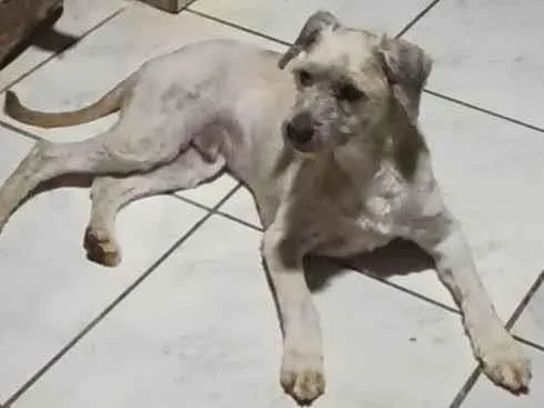 Cachorro ra a  idade 5 anos nome GRATIFICA - MITRO