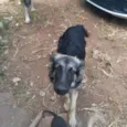 Pretinha