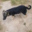 Pretinha