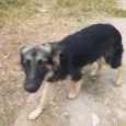 Pretinha