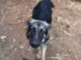 Pretinha