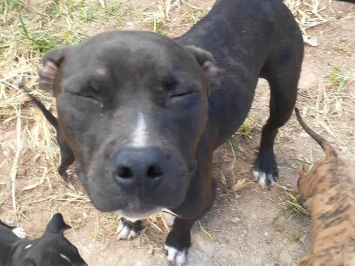 Cachorro ra a Pit-Bull idade 2 anos nome Pantera