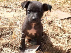 Cachorro raça SRD-ViraLata idade 2 a 6 meses nome Lobinha