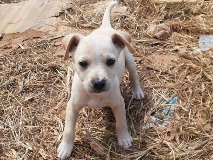 Cachorro ra a SRD-ViraLata idade 2 a 6 meses nome Branquinho