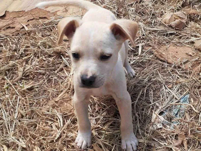 Cachorro ra a SRD-ViraLata idade 2 a 6 meses nome Branquinho