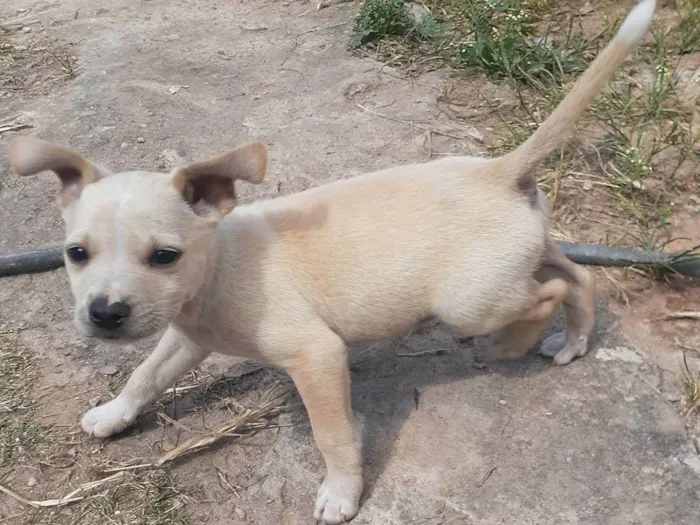 Cachorro ra a SRD-ViraLata idade 2 a 6 meses nome Branquinho