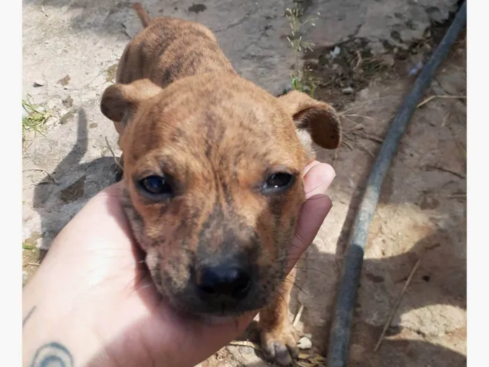 Cachorro ra a SRD-ViraLata idade 2 a 6 meses nome Trigrinho