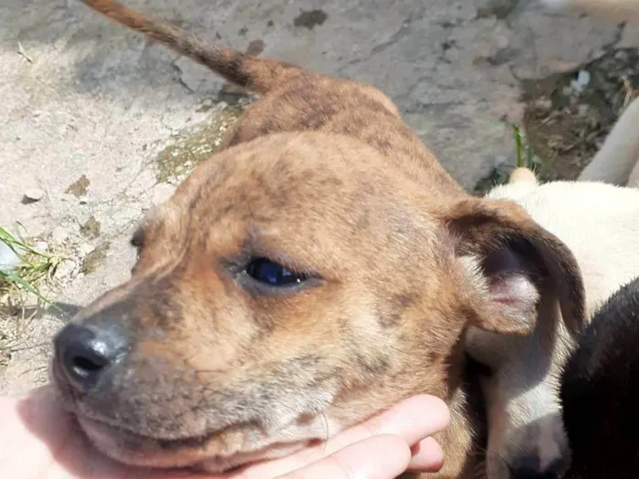 Cachorro ra a SRD-ViraLata idade 2 a 6 meses nome Trigrinho