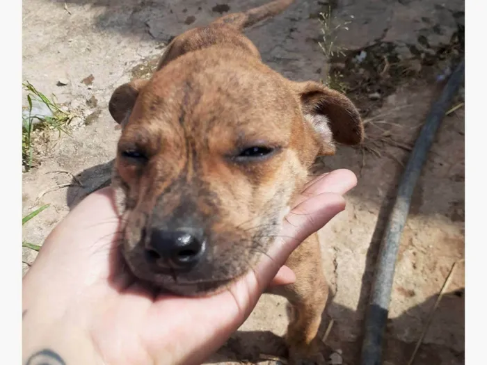 Cachorro ra a SRD-ViraLata idade 2 a 6 meses nome Trigrinho