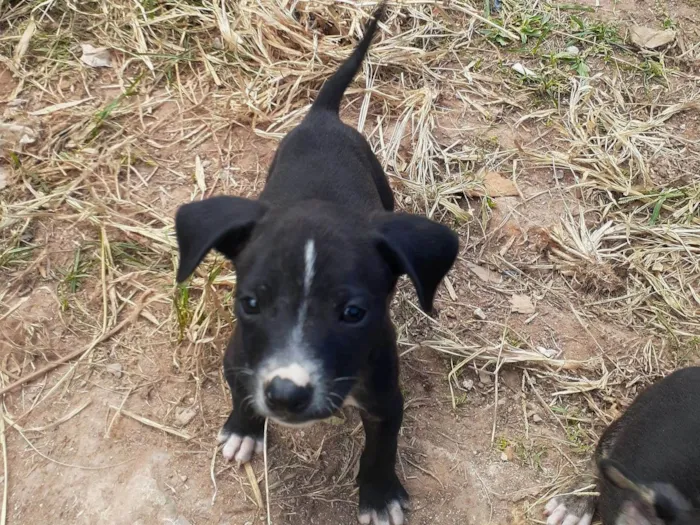 Cachorro ra a SRD-ViraLata idade 2 a 6 meses nome Lilica