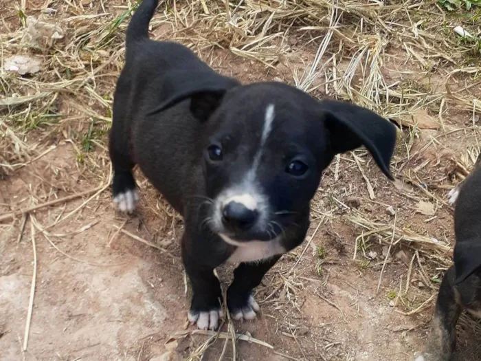 Cachorro ra a SRD-ViraLata idade 2 a 6 meses nome Lilica