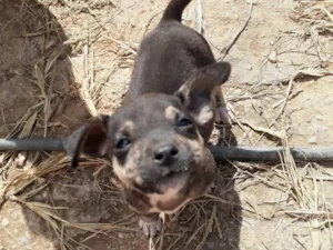 Cachorro raça SRD-ViraLata idade 2 a 6 meses nome Fofinha