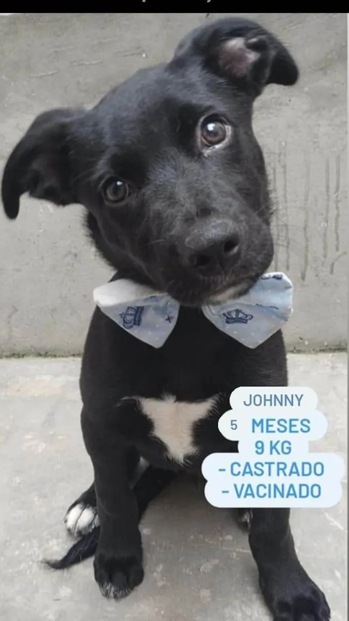 Cachorro ra a SRD-ViraLata idade 2 a 6 meses nome Johnny Alf