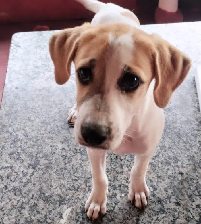 Cachorro ra a  idade 2 a 6 meses nome Lilica