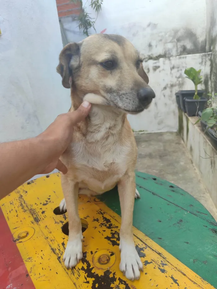 Cachorro ra a SRD-ViraLata idade 2 anos nome Ainda sem nome