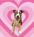 Toddy 4 meses lindo e bonzinho