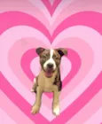 Toddy 4 meses lindo e bonzinho