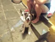 Toddy 4 meses lindo e bonzinho