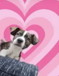 Toddy 4 meses lindo e bonzinho