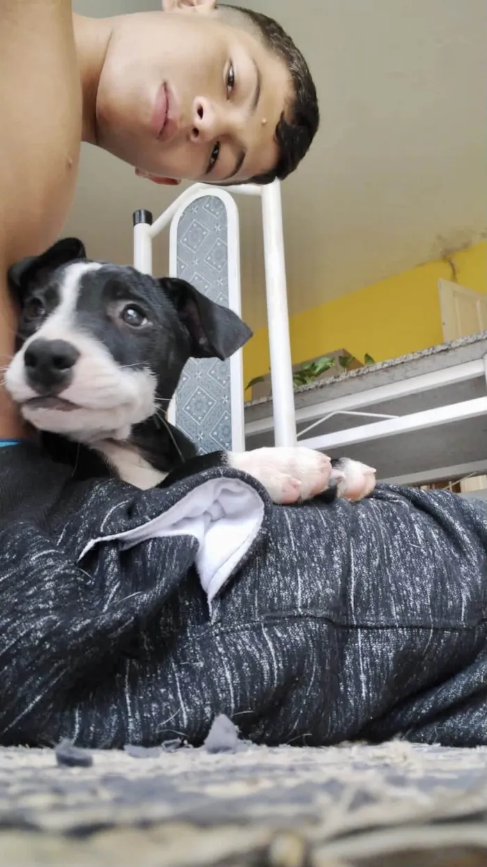 Cachorro ra a SRD-ViraLata idade 2 a 6 meses nome Oreo 4meses porte pequeno 