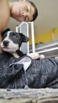 Oreo 4meses porte pequeno