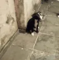 Oreo 4meses porte pequeno