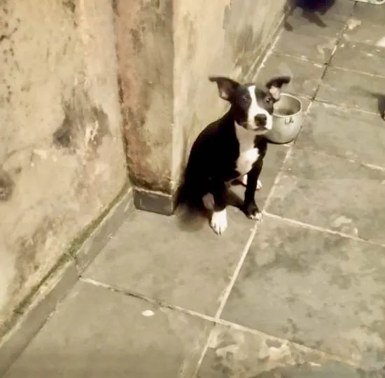 Cachorro ra a SRD-ViraLata idade 2 a 6 meses nome Oreo 4meses porte pequeno 