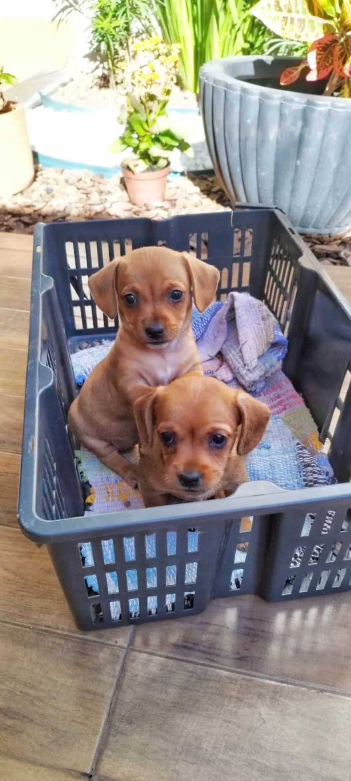 Cachorro ra a SRD-ViraLata idade Abaixo de 2 meses nome Doação