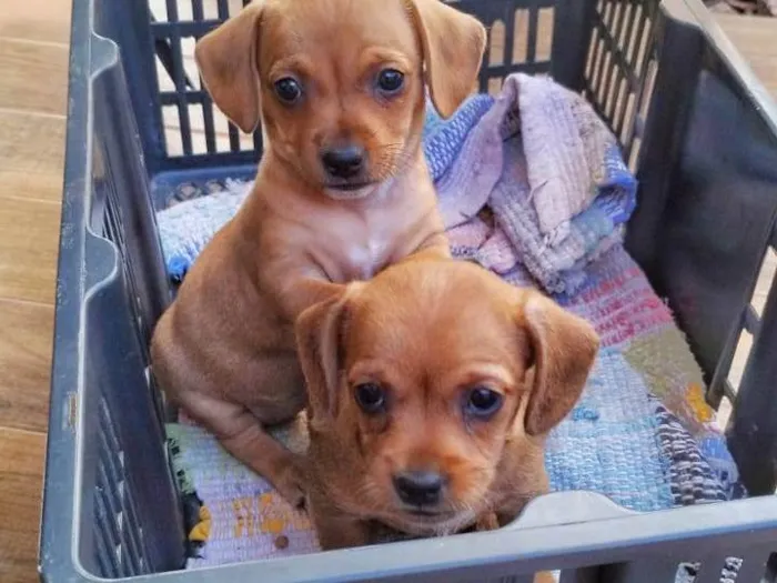 Cachorro ra a SRD-ViraLata idade Abaixo de 2 meses nome Doação