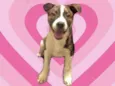 Toddy 4 meses lindo e bonzinho
