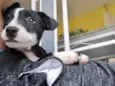 Oreo 4meses porte pequeno