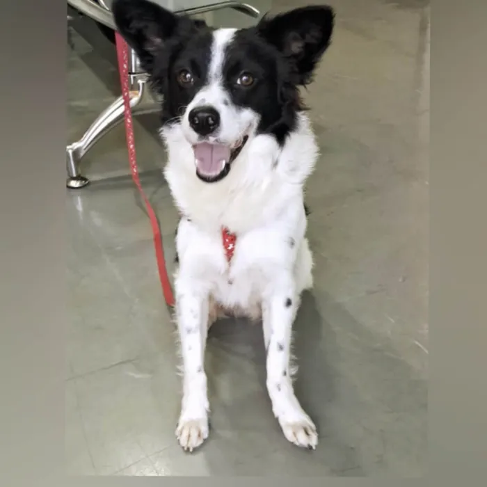 Cachorro ra a SRD-ViraLata idade 2 anos nome Teo