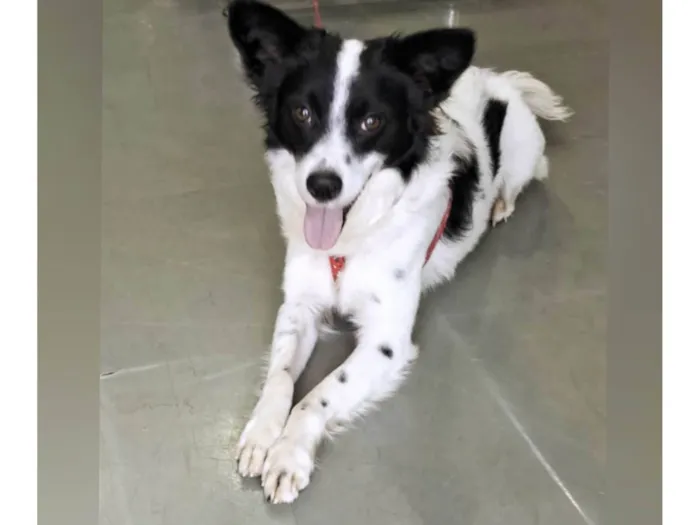 Cachorro ra a SRD-ViraLata idade 2 anos nome Teo