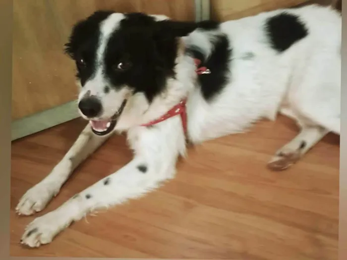 Cachorro ra a SRD-ViraLata idade 2 anos nome Teo