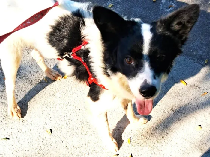 Cachorro ra a SRD-ViraLata idade 2 anos nome Teo