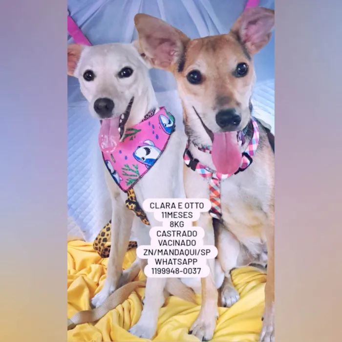 Cachorro ra a SRD-ViraLata idade 7 a 11 meses nome Otto e Clara