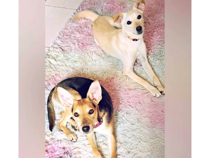 Cachorro ra a SRD-ViraLata idade 7 a 11 meses nome Otto e Clara