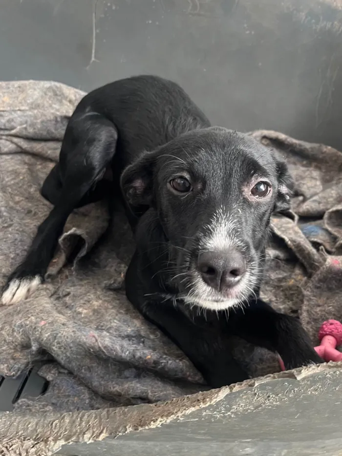 Cachorro ra a SRD-ViraLata idade 7 a 11 meses nome Manuela