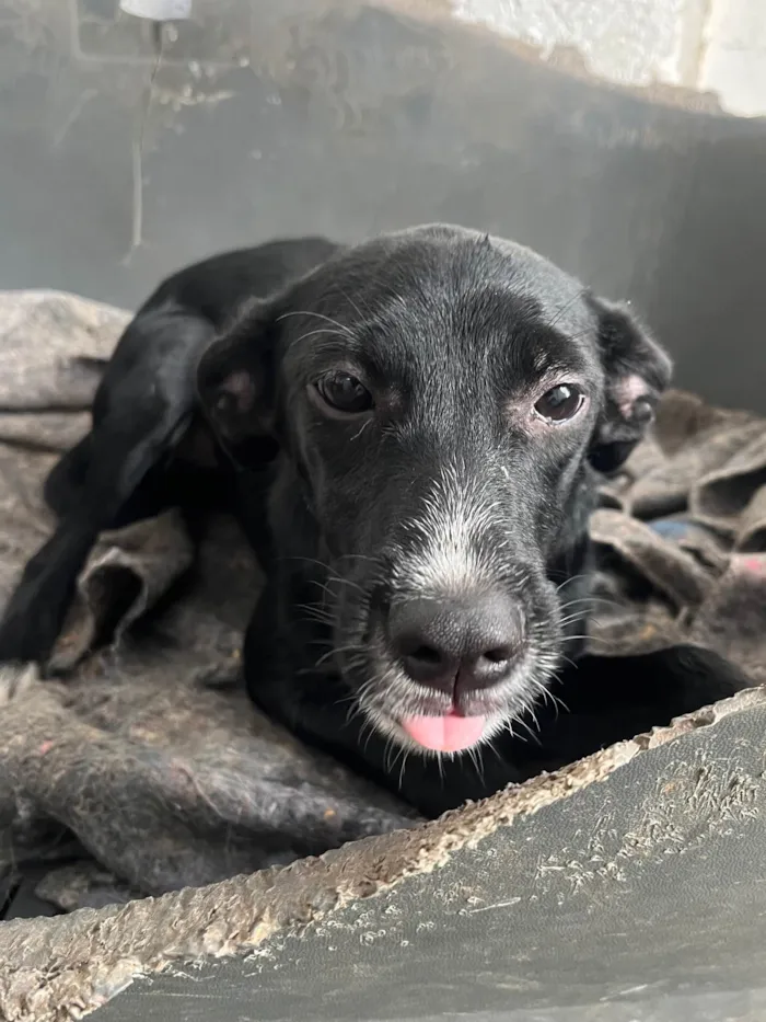 Cachorro ra a SRD-ViraLata idade 7 a 11 meses nome Manuela