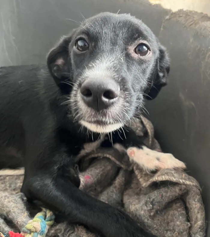 Cachorro ra a SRD-ViraLata idade 7 a 11 meses nome Manuela