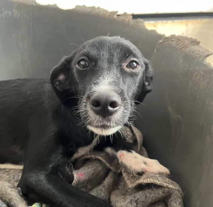 Cachorro ra a SRD-ViraLata idade 7 a 11 meses nome Manuela