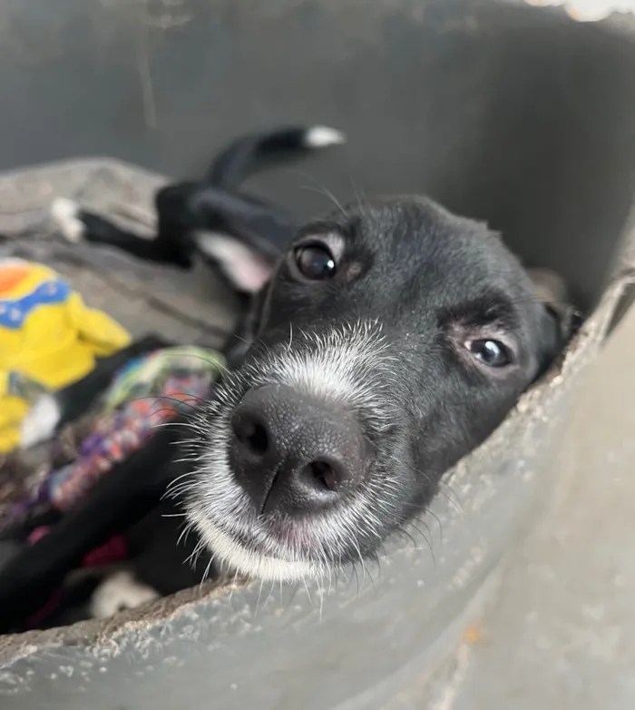 Cachorro ra a SRD-ViraLata idade 7 a 11 meses nome Manuela