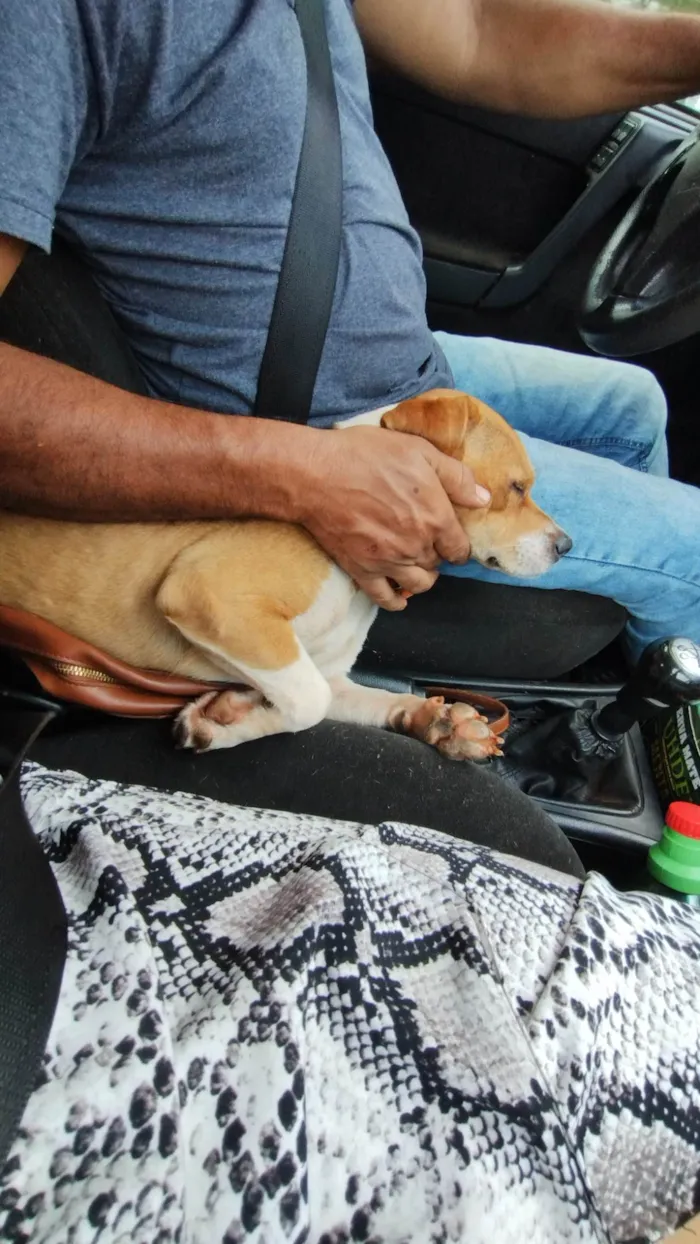 Cachorro ra a Beagle misturada  idade 2 anos nome Nina