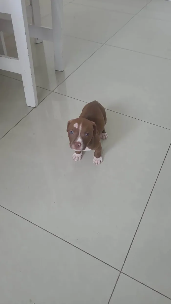Cachorro ra a Pitbull  idade 2 a 6 meses nome Apollo