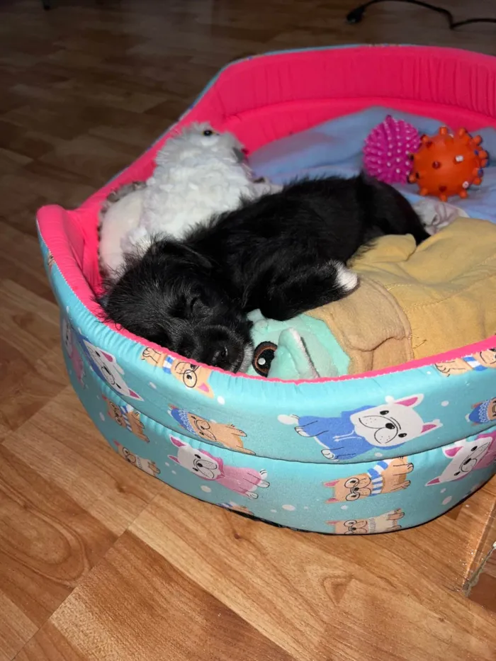 Cachorro ra a SRD-ViraLata idade Abaixo de 2 meses nome Lexa